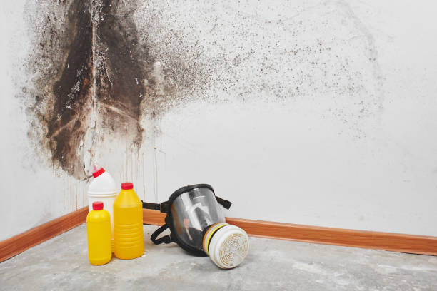Best Water Damage Restoration  in Kualapuu, HI
