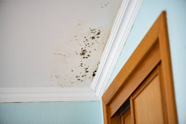 Best Residential Mold Removal  in Kualapuu, HI