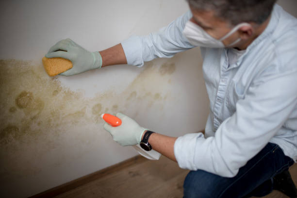 Best Affordable Mold Removal  in Kualapuu, HI