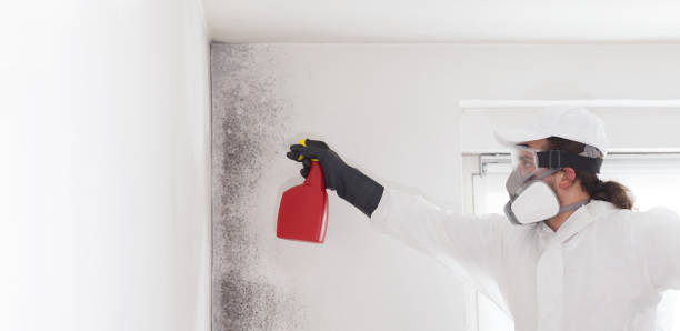 Best Attic Mold Removal  in Kualapuu, HI