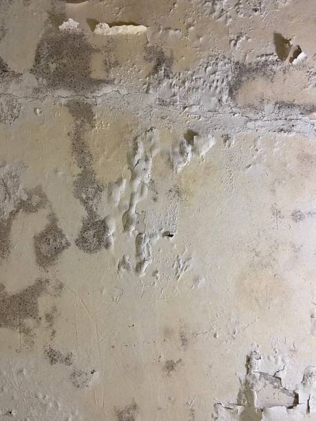 Best Mold Removal Company Near Me  in Kualapuu, HI