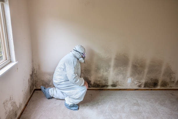 Best Emergency Mold Removal  in Kualapuu, HI