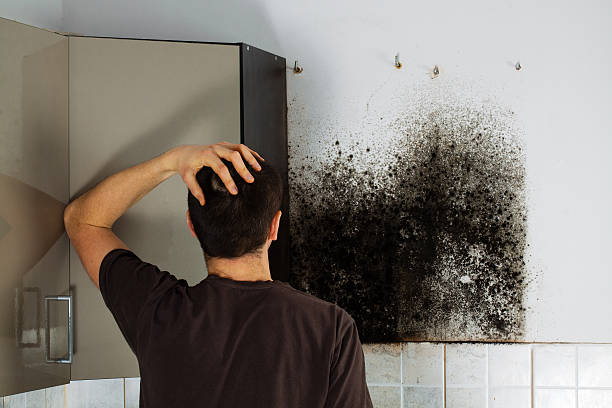 Best Toxic Mold Removal  in Kualapuu, HI