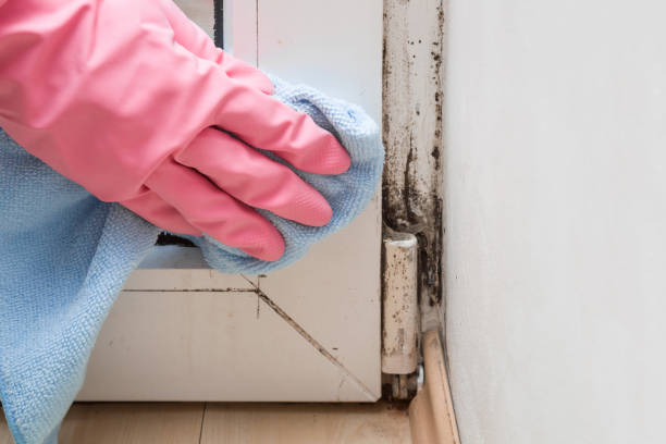 Best Black Mold Removal  in Kualapuu, HI