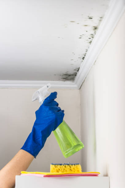 Best Best Mold Removal Companies  in Kualapuu, HI
