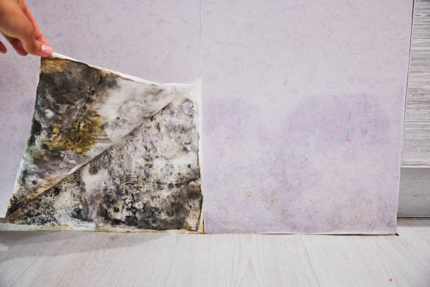 Best Certified Mold Removal  in Kualapuu, HI